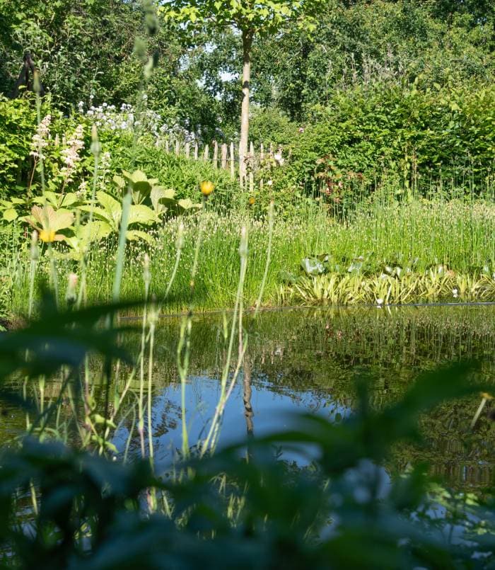 Natuurlijke tuin met vijver, bloemen en groene planten in de zomer.