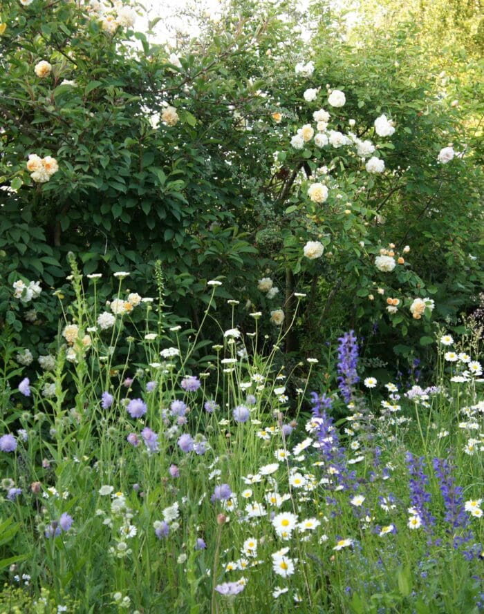 Natuurlijke tuin met bloemen en groen, milieuvriendelijk en biodivers.