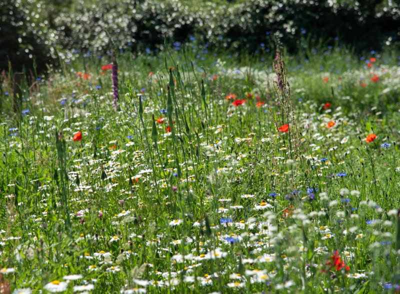 eco-realisme_diensten_bloemrijke gralanden Natuurlijke bloemenweide met diverse wilde bloemen en gras in de zon.