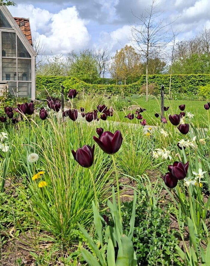 Tuin met paarse tulpen en een kas op de achtergrond.