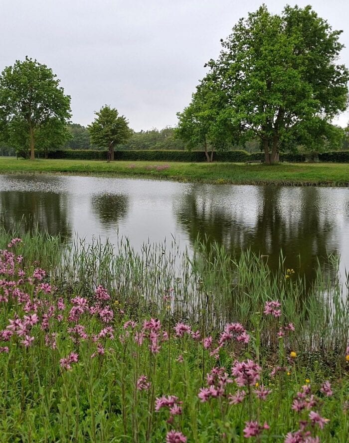 Natuurlijke landschap met water, bomen en bloemen in de voorgrond.