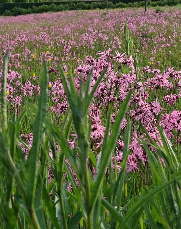 Uitgestrekt veld met roze bloemen en groene gras, natuurlijk landschap in de lente.