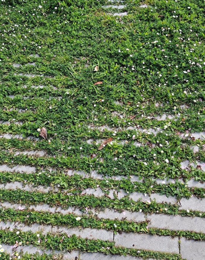 Groene onkruid tussen bestratingsstenen op een trottoir.